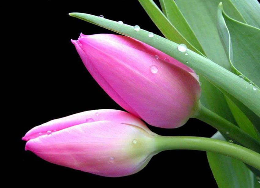 Urocze różowe tulipany, różowe, mokre, natura, kwiaty, tulipany Tapeta HD