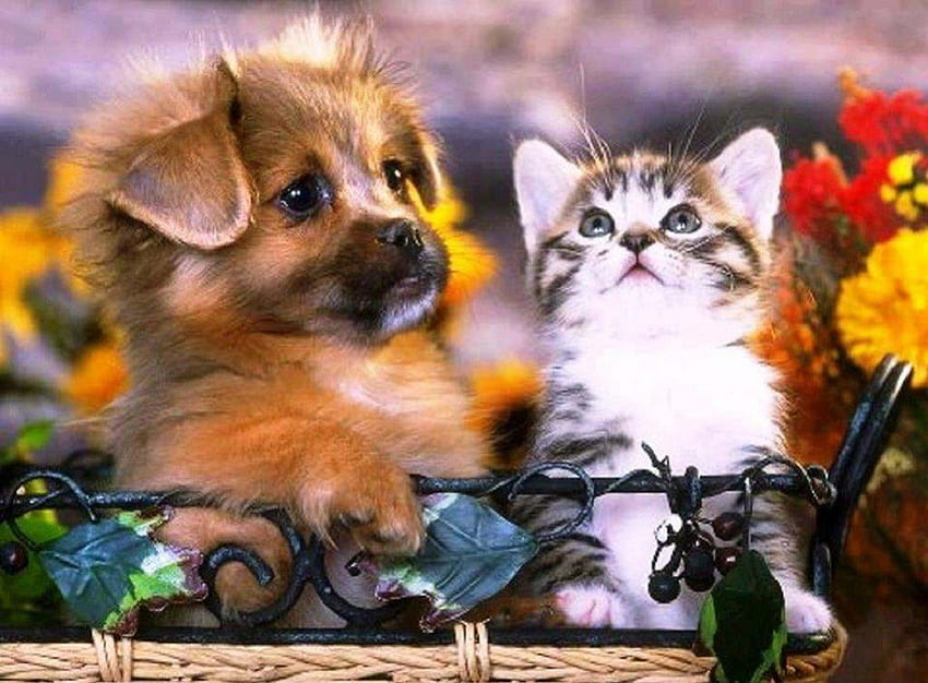 Baby Love, anak kucing, anak anjing, hewan, lainnya, anjing, kucing Wallpaper HD