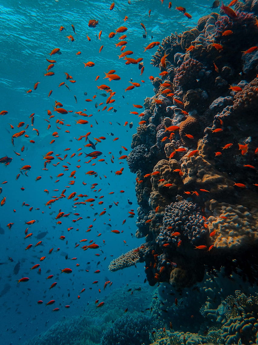 動物, 魚, 海, アンダーウォーターワールド, サンゴ礁 HD電話の壁紙