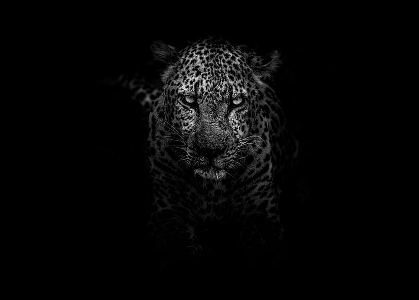 Animali, Leopardo, Muso, Predatore, Bw, Chb Sfondo HD