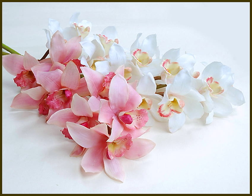 Pour Marina, rose, blanc, fleurs, beauté Fond d'écran HD