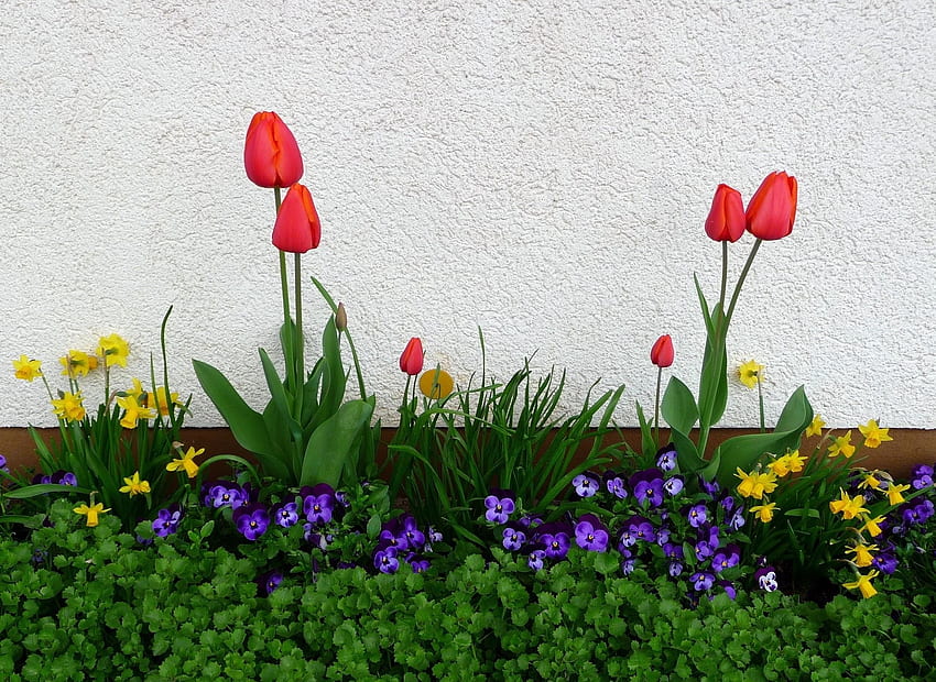 Fiori, viole del pensiero, tulipani, narcisi, verdure, aiuola, aiuola, parete, primavera Sfondo HD