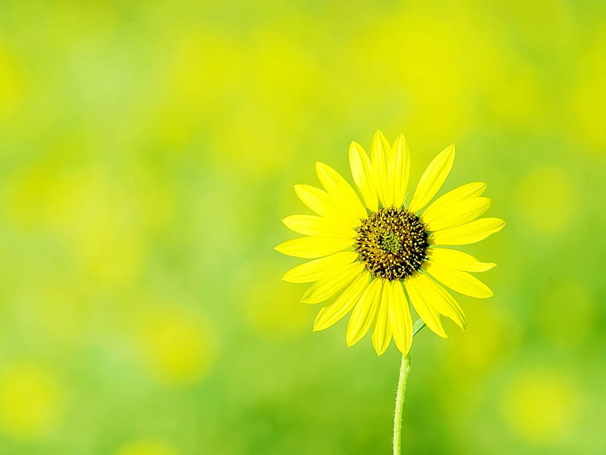 mały, zielony, kwiat, żółty Tapeta HD
