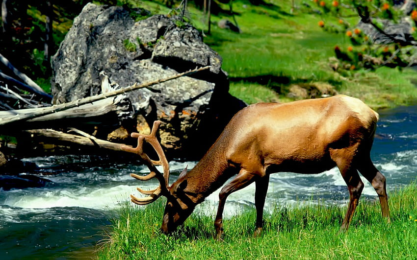bull elk, river, grazing HD wallpaper