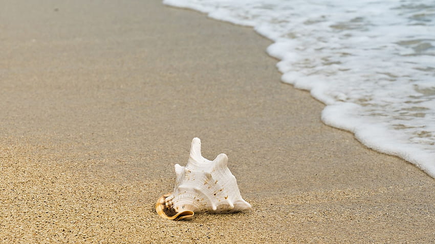 seashell, sand, foam, sea waves, beach, , , background, cd2b7a HD wallpaper
