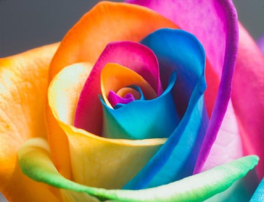 Цветна роза, синя, цветна, дъжд, красива, оранжево, розово, листенца, цвете, зелено, жълто HD тапет