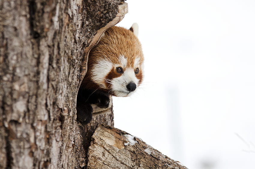 Red panda, muzzle, cute HD wallpaper