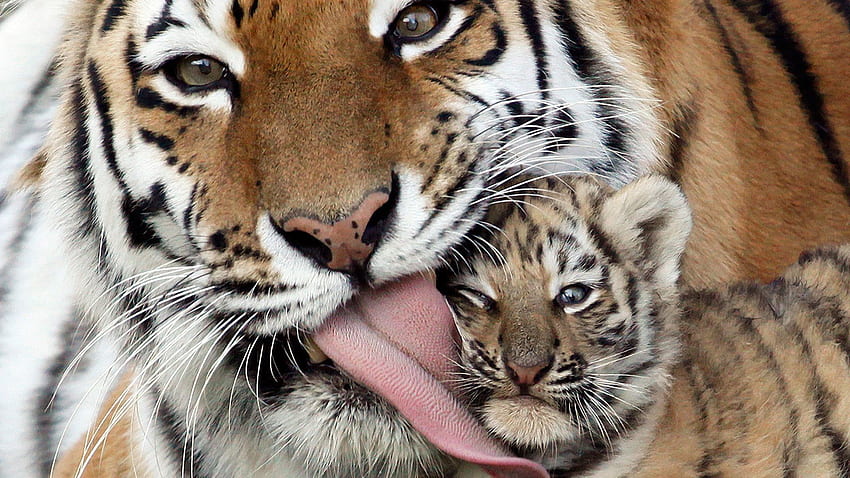 Tiere, Tiger, Pflege, Sprache, Zunge, Tigerjunges, Wiesel HD-Hintergrundbild