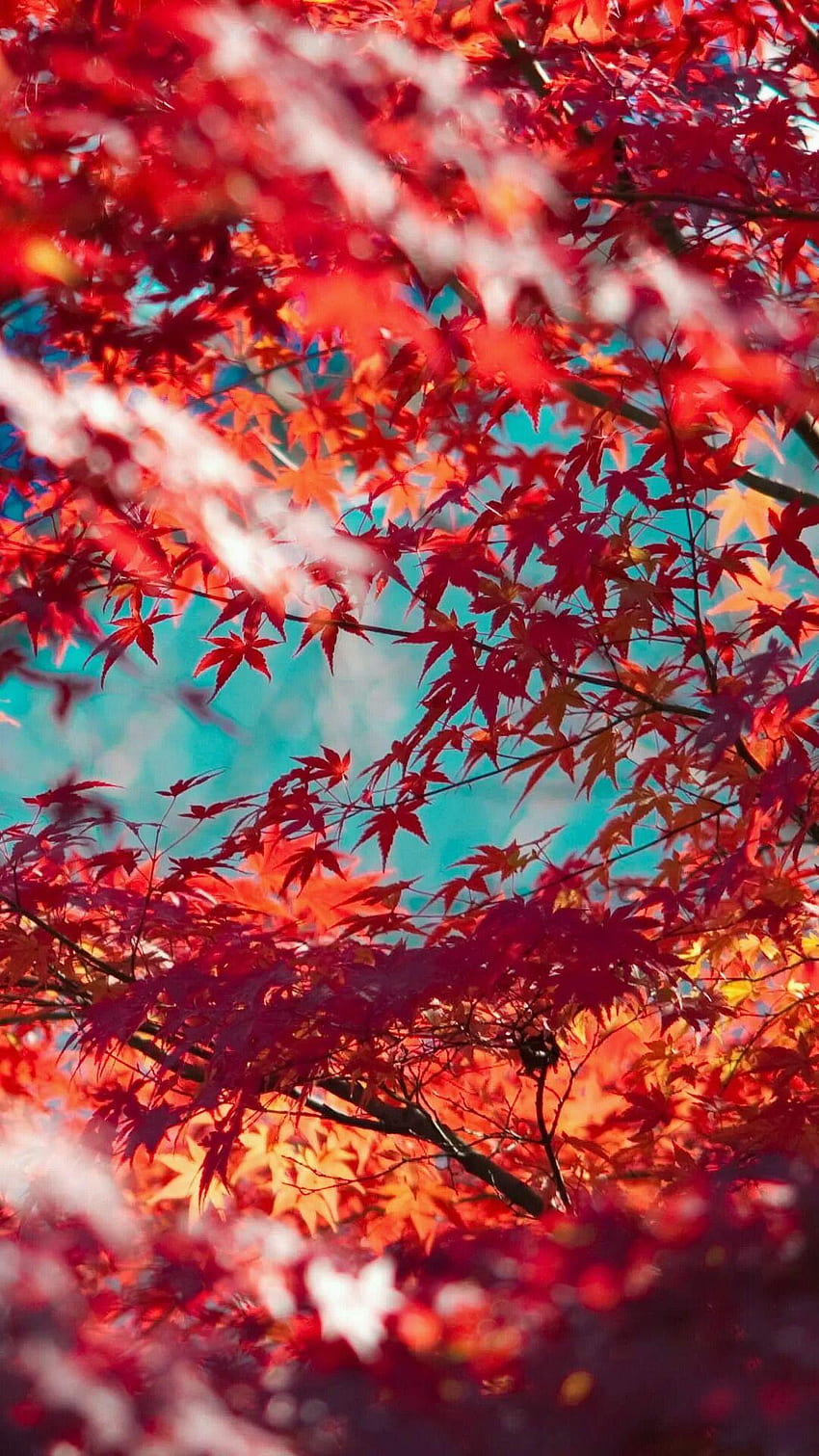 Folhas de Bordo Vermelho, Árvore de Folha de Bordo Papel de parede de celular HD