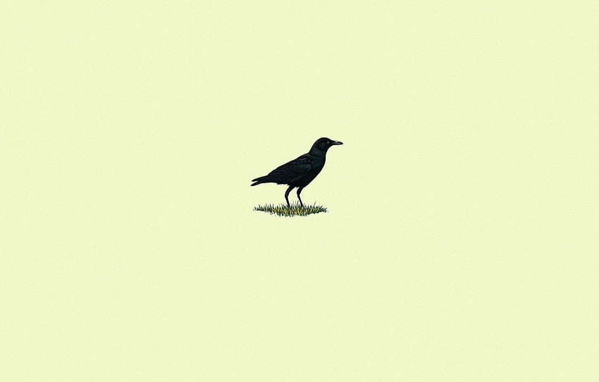 grass, bird, black, minimalism, Raven, light background, Minimalist Bird HD wallpaper