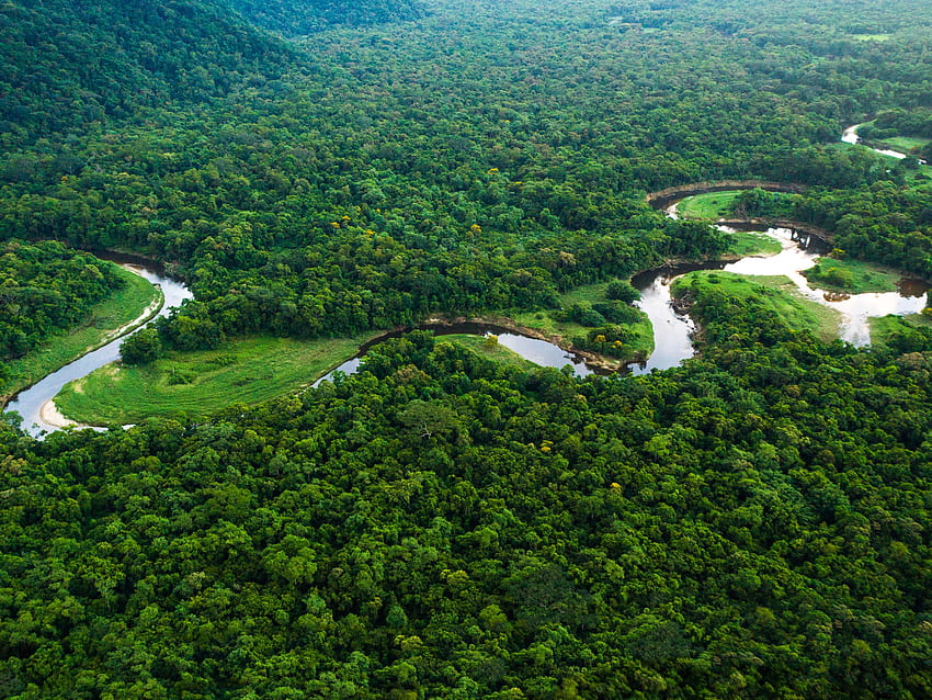 Mengunjungi hutan hujan Amazon Brasil, Hutan Hujan Brasil Wallpaper HD