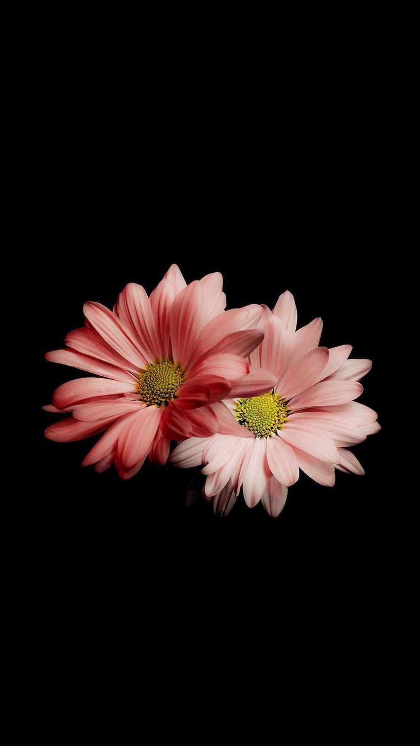검은 초상화 배경에 Ahmed Morsy입니다. 아름다운 꽃 , 자주색 꽃 , 화려한 꽃 HD 전화 배경 화면