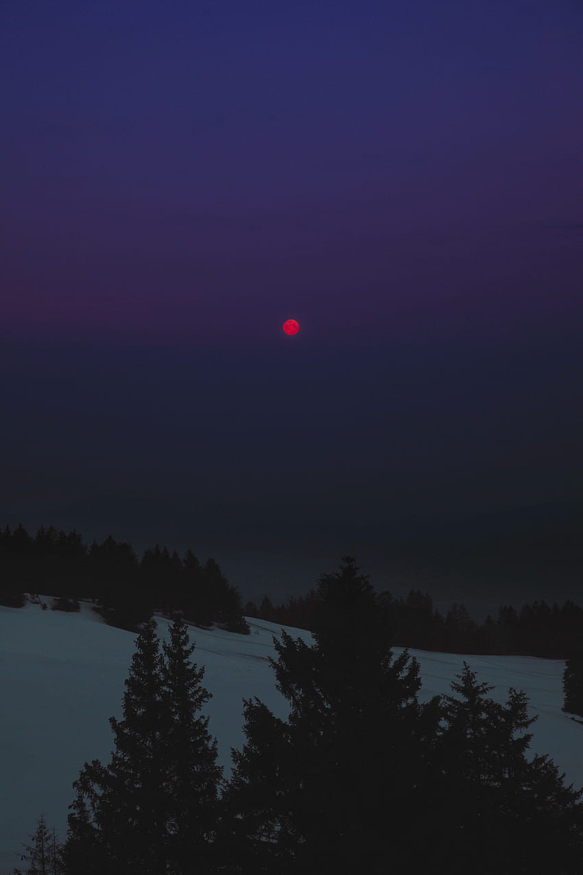 풍경, 겨울, 나무, 밤, 달, 어두운 HD 전화 배경 화면