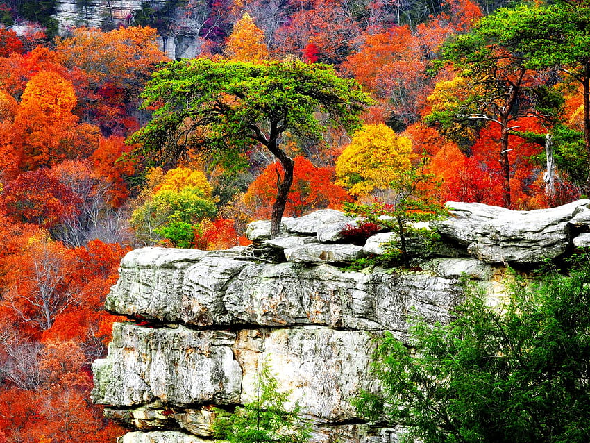 Jesienna sceneria, magiczna sceneria Tapeta HD