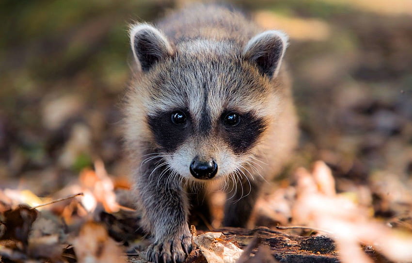 autumn, foliage, baby, raccoon, walk, face, bokeh for , section животные, Baby Raccoon HD wallpaper