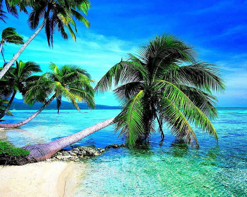 Tropical Beach Palm Sky View, 1280X1024 Beach HD wallpaper | Pxfuel
