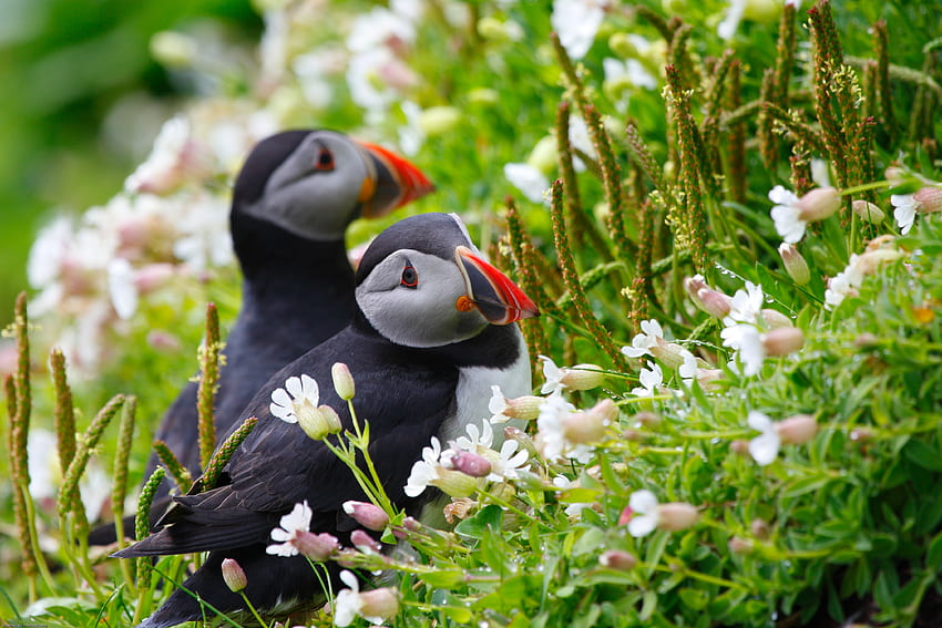 Animals, Flowers, Grass, Cones, Couple, Pair, Sight, Opinion, Spikelets, Dew, Dead Ends, Deadlocks, Puffin HD wallpaper