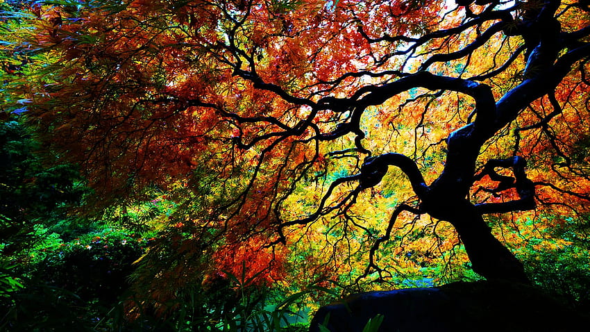 Portland, Japanese Gardens, Oregon, maple, fall, tree, leaves, colors, usa HD wallpaper