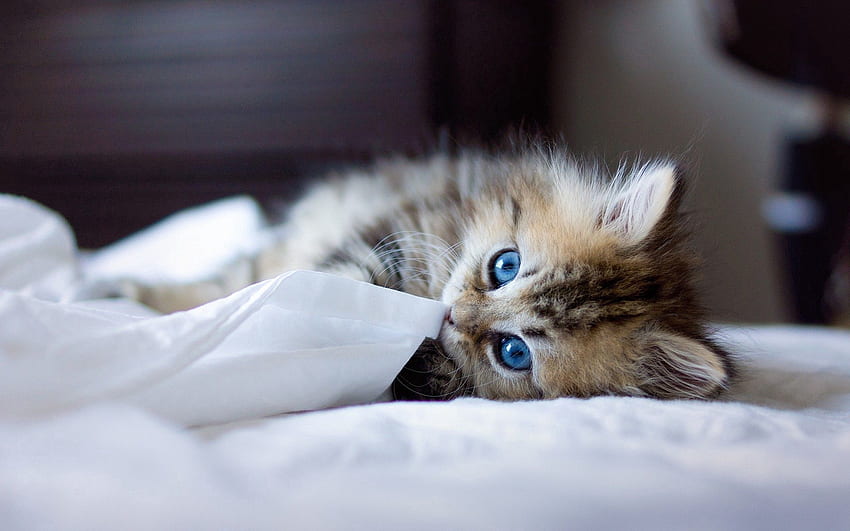 Animali, birichino, gattino, gattino, giocoso, occhi azzurri, occhi azzurri, coperta Sfondo HD