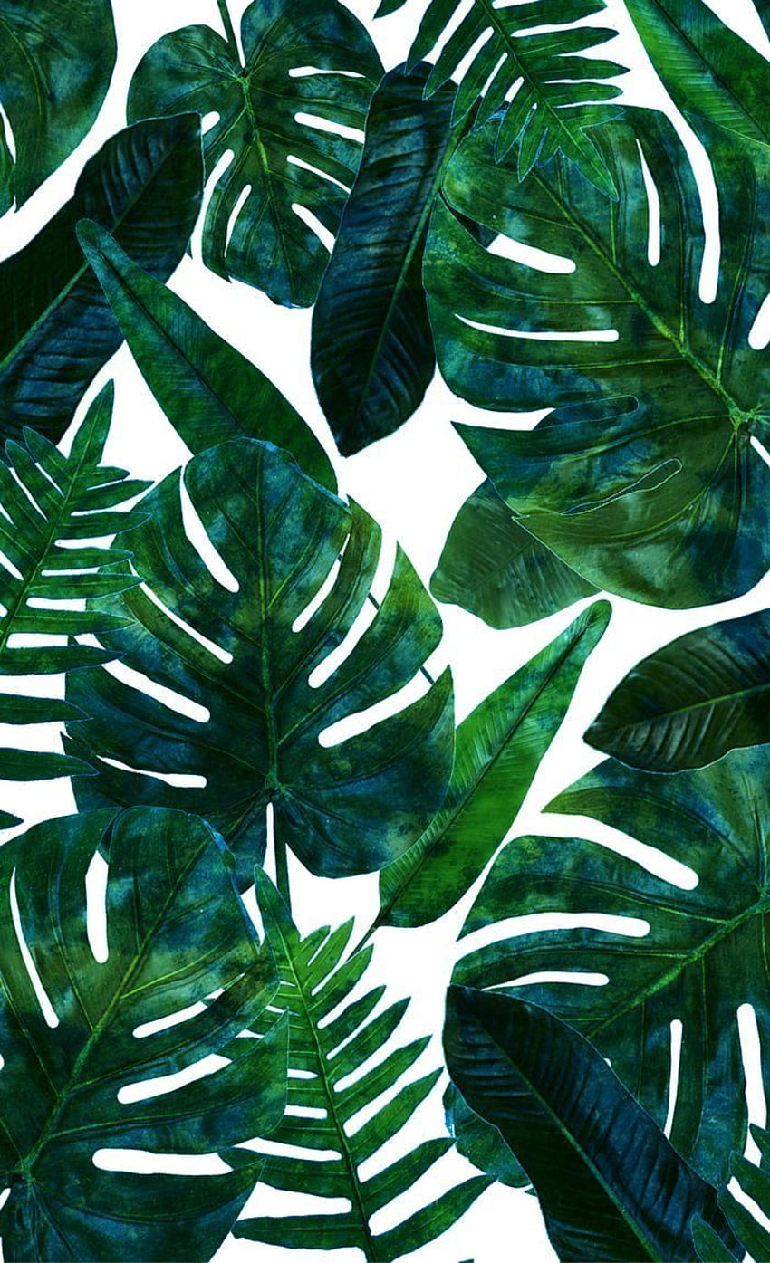 Tropical Leaves Stock Photos and Images - 123RF