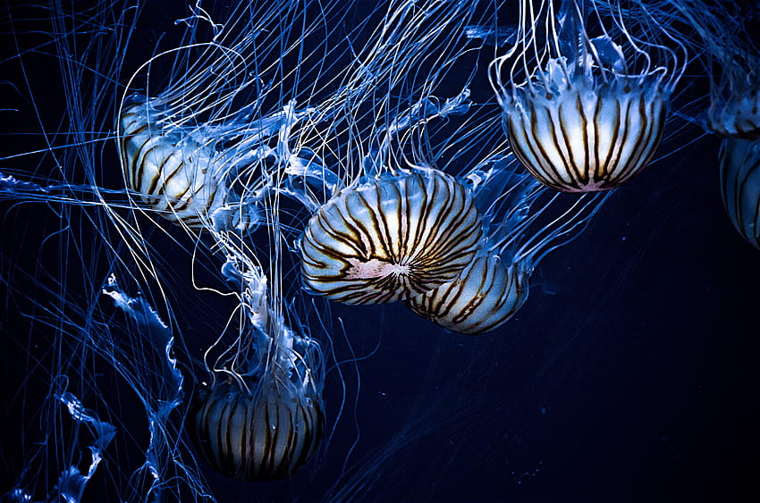 Animali, meduse, strisce, striature, mondo sottomarino, tentacoli Sfondo HD