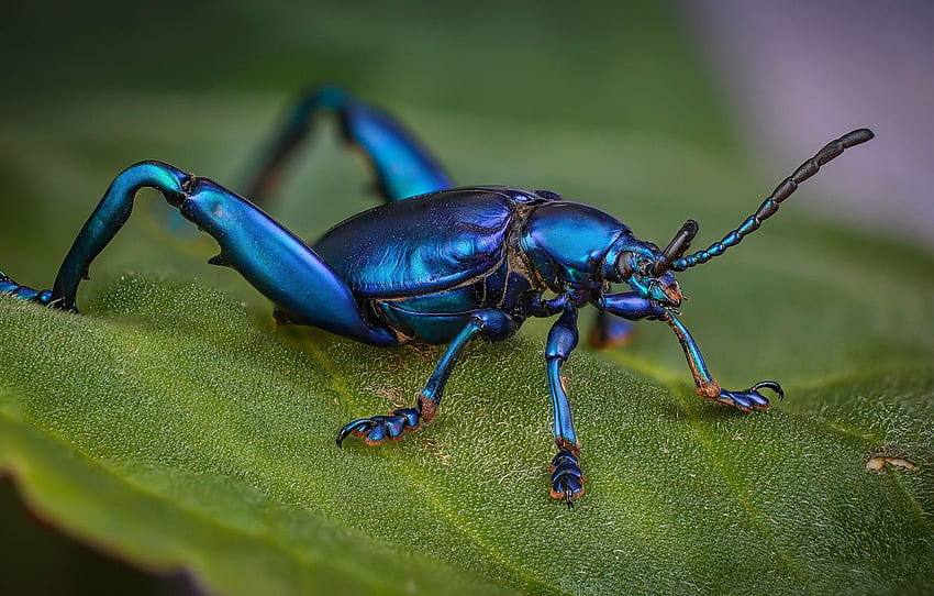 makro, blau, blatt, käfer, insekt für , abschnitt макро HD-Hintergrundbild