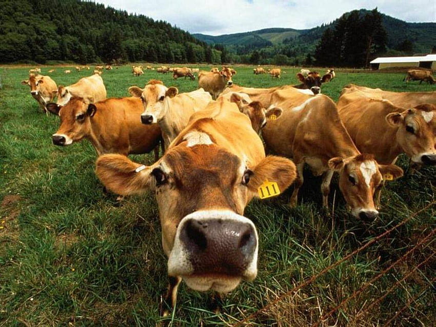 Funny fat cows Funny Animal HD wallpaper