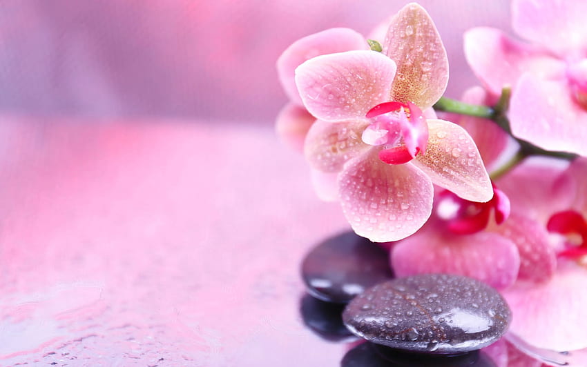 цветя, камъни, орхидея, спа, розово, дзен HD тапет