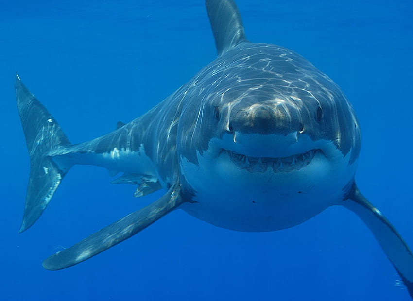 Shark 3D, ฉลาม, น้ำ วอลล์เปเปอร์ HD