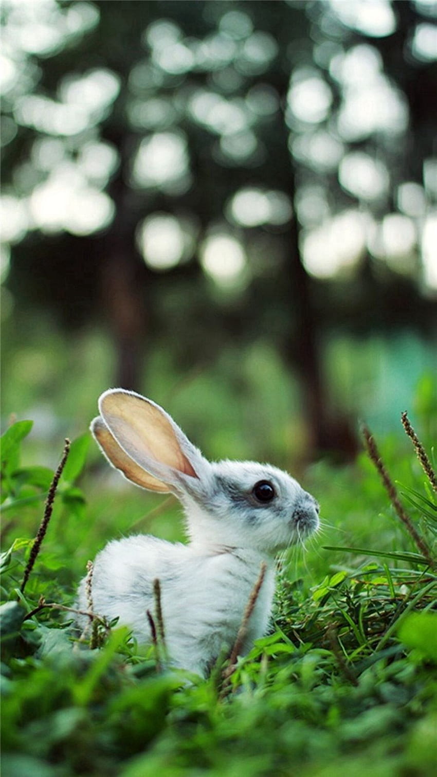 Little Rabbit Grassland IPhone 6 . IPhone , IPad One Stop . Cute Animals, Animals, Animals Wild HD phone wallpaper