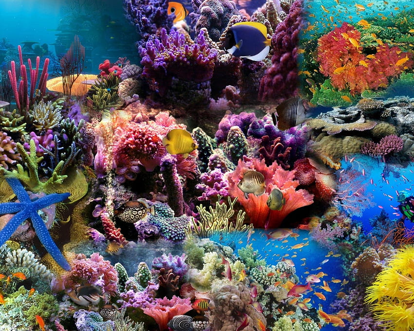 Pesci, Natura, Corallo, Mondo Sottomarino Sfondo HD