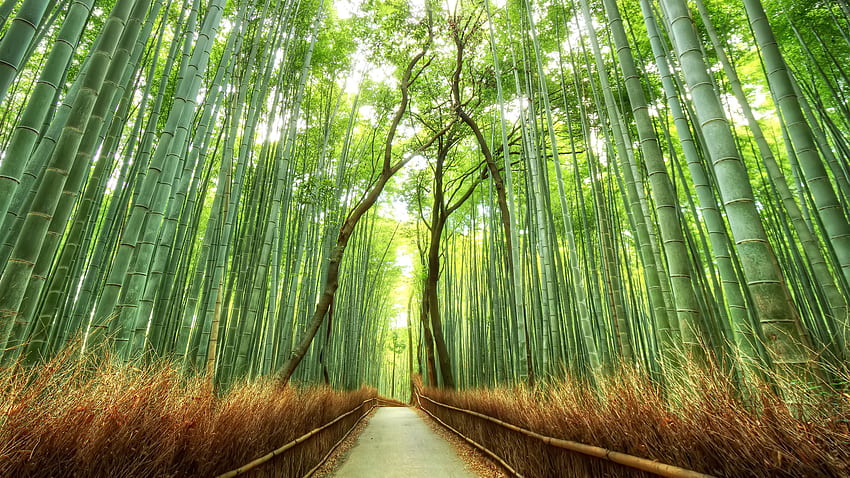 Beautiful Bamboo Forest Japan Background HD wallpaper