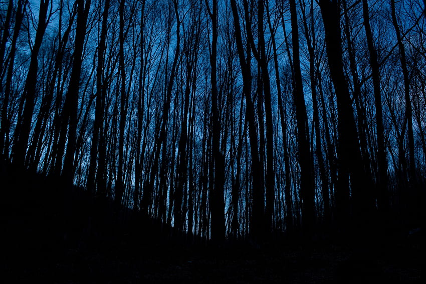 Trees, Night, Dark, Forest HD wallpaper