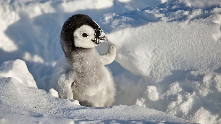 Cute Penguin Baby in Snow, Cute Penguin Winter Animal HD wallpaper