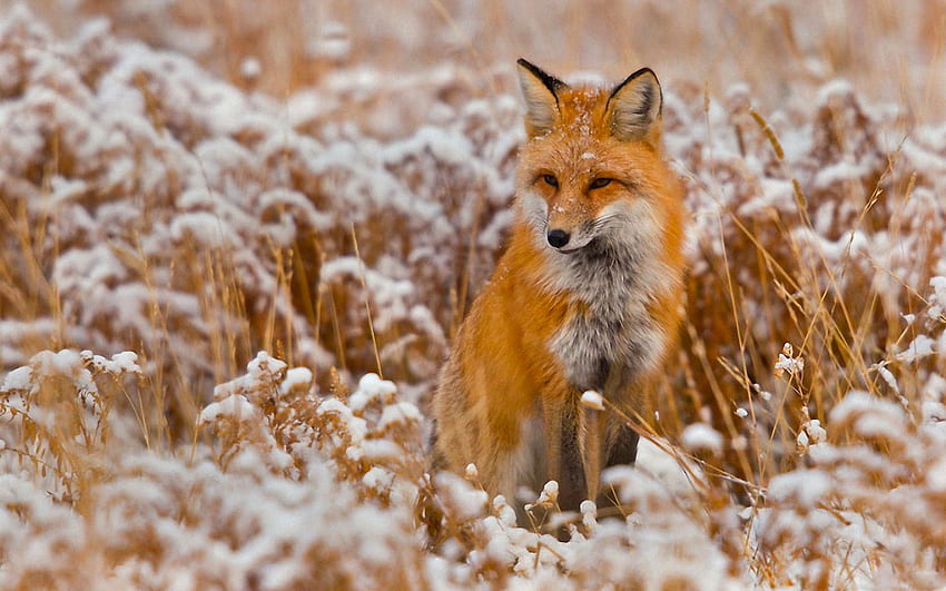 Fox, animal, vulpe, field HD wallpaper