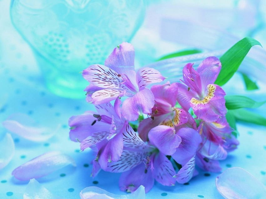 Fleurs violettes, fleurs, violettes Fond d'écran HD