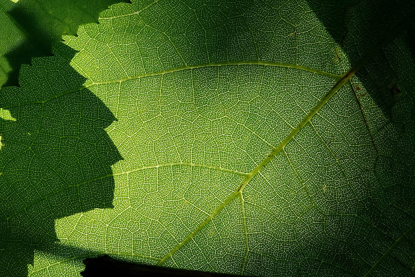 Macro, green leaf, veins HD wallpaper