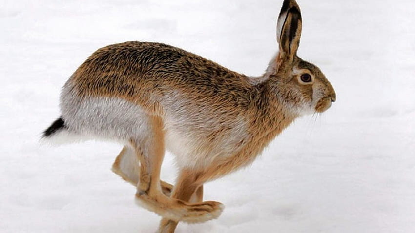 Bunny in Snow, bunny, baby bunny, wildlife, animals, snow, nature HD wallpaper