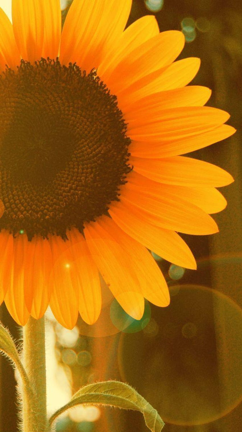 Color Girasol, Girasol Simple fondo de pantalla del teléfono | Pxfuel