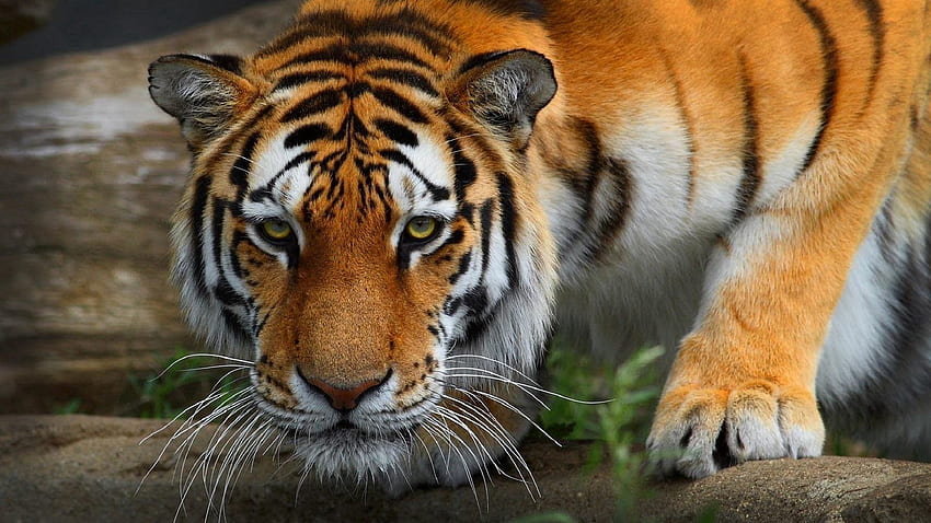 Animals, Predator, Tiger, Wild Cat, Wildcat HD wallpaper