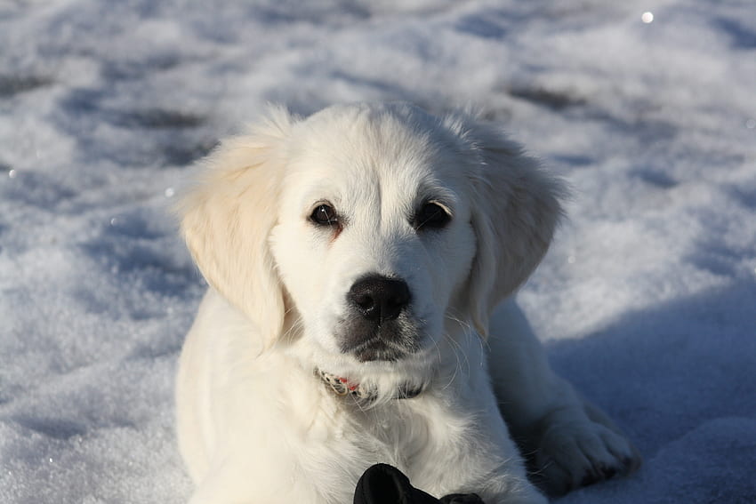 겨울, 동물, 눈, 강아지, 골든 리트리버 HD 월페이퍼