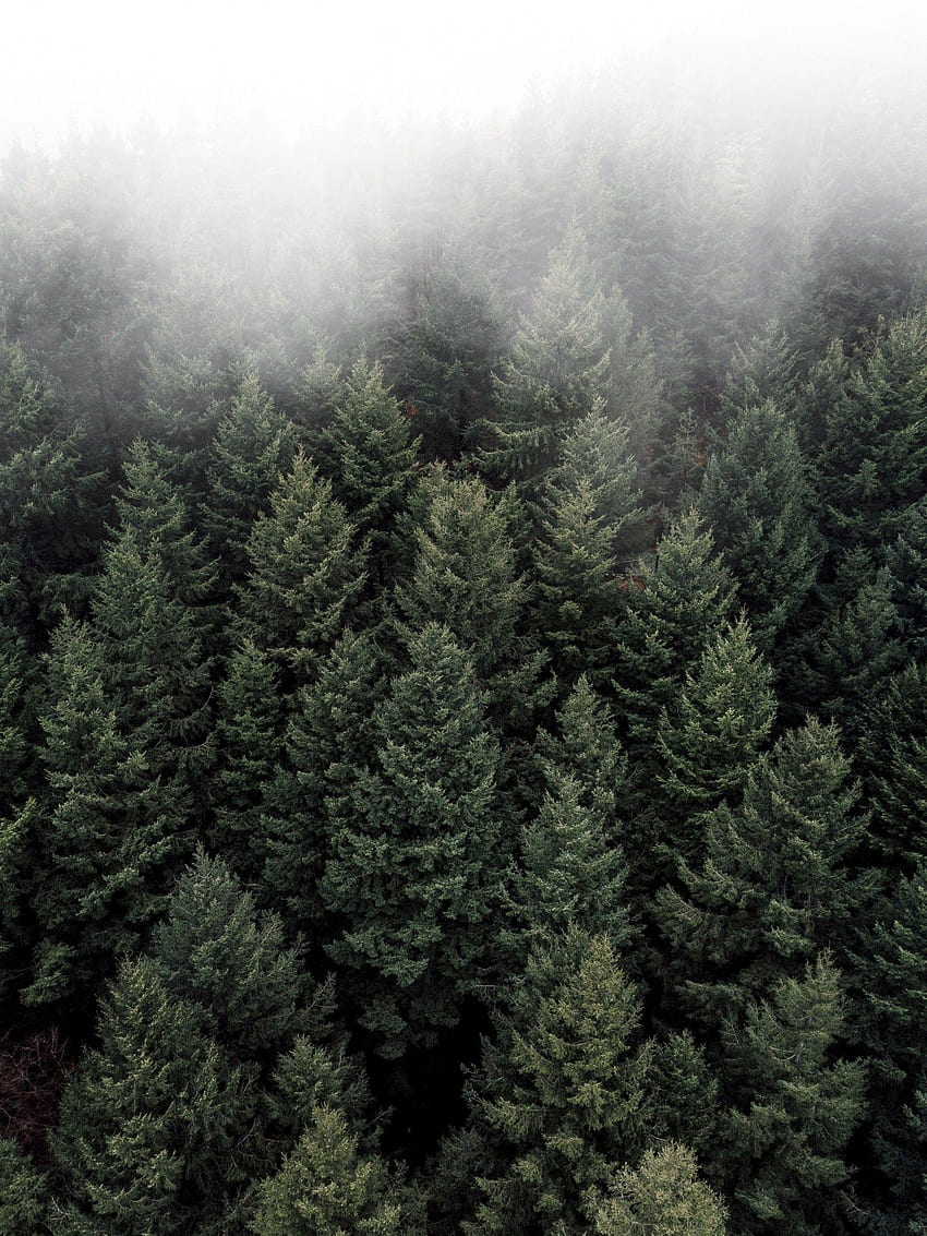 Foggy Forest, Aerial View, Pine Trees for Apple iPad Mini, Apple IPad 3, 4 HD phone wallpaper