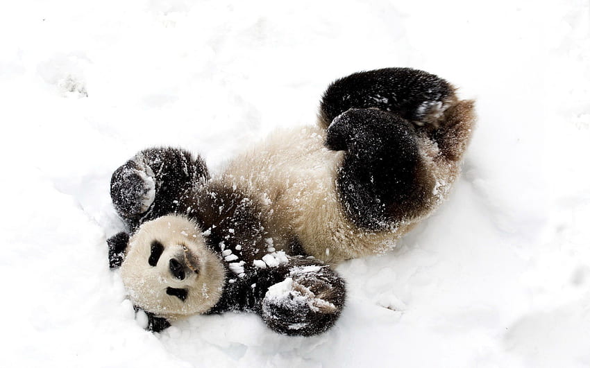 Animals, Winter, Snow, Bear, Panda HD wallpaper