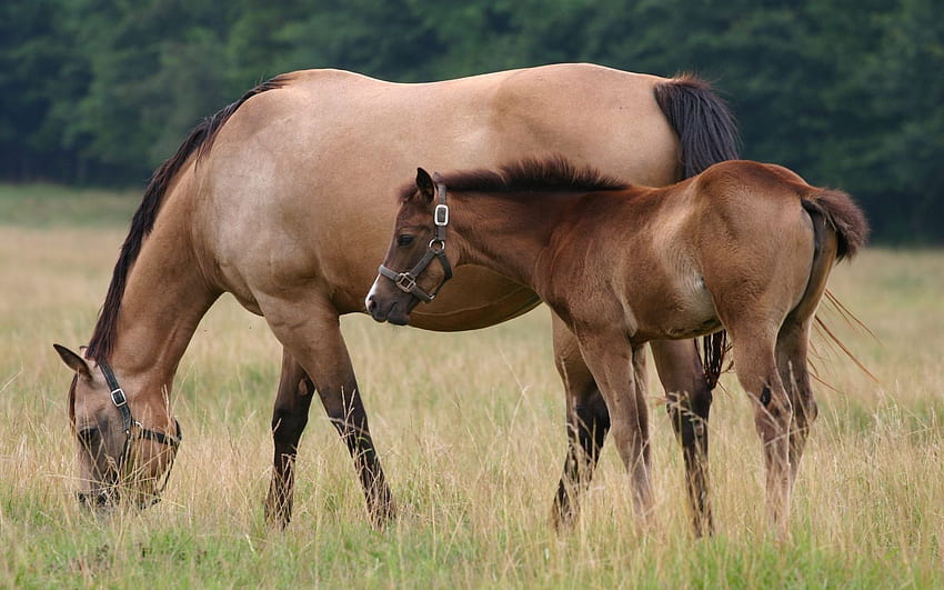 Padang Rumput Kuda. Kuda dan di padang rumput - . Kuda Wallpaper HD