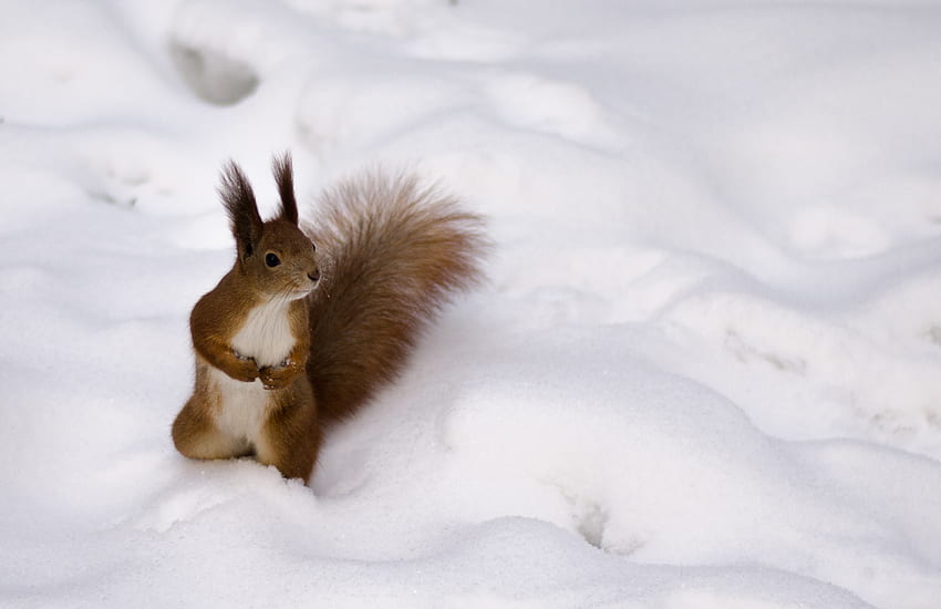 zwierzęta, wiewiórka, śnieg, ciekawość Tapeta HD