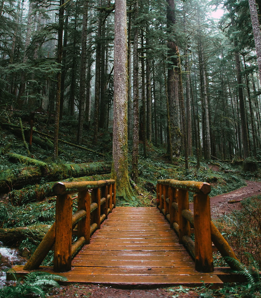 Jembatan kayu kecil, pohon besar, taman wallpaper ponsel HD