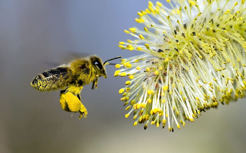 Macro, Bee, Grey, Pollination, Pussy Willow, Verba HD wallpaper