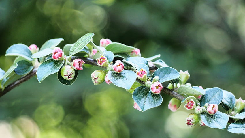 ต้นแอปเปิ้ลดอกตูมสีเขียวใบไม้กิ่งไม้พื้นหลังเบลอโบเก้ วอลล์เปเปอร์ HD