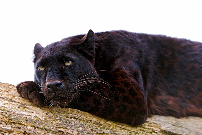 สัตว์ นอนลง โกหก นักล่า แมวตัวใหญ่ เสือดำ งีบหลับ เคลิ้ม วอลล์เปเปอร์ HD