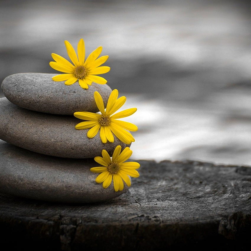 Zen stones and daisies flowers black and white, Zen Flowers Yellow HD phone wallpaper